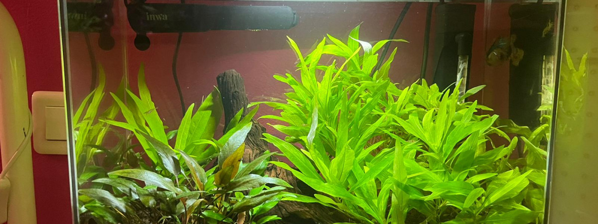aquarium Bac 20 L - Betta et crevettes
