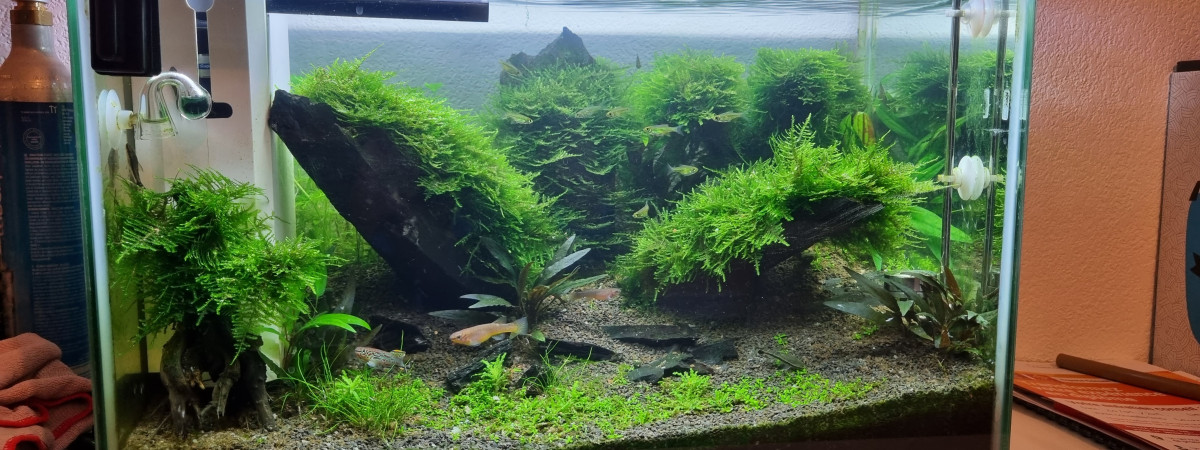 aquarium One