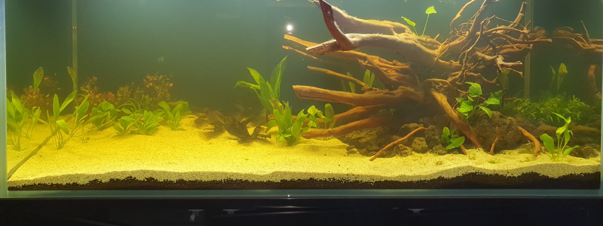 aquarium Biotope amazonien