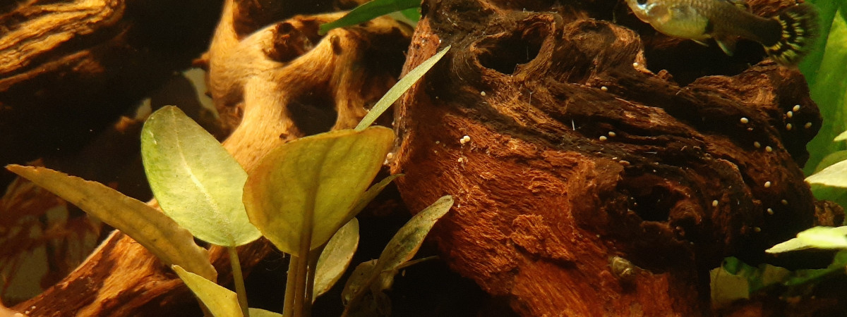 aquarium Un effet amazonien