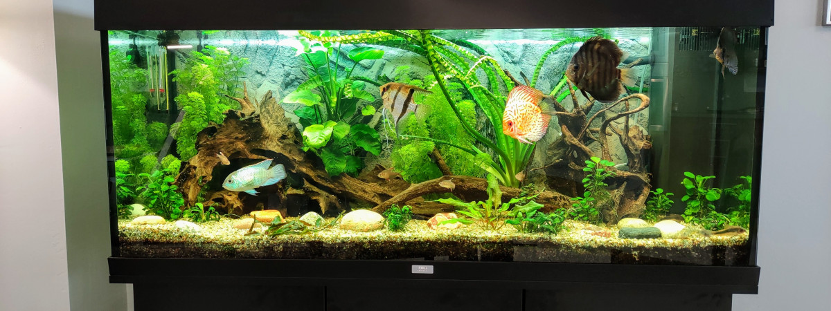 aquarium Communauté amazonienne