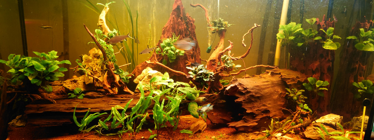 aquarium Grand aquarium