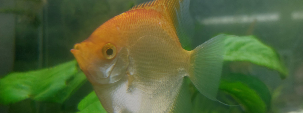 aquarium Numero 1