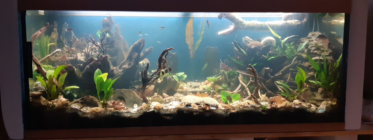 aquarium Mon 1er aquarium