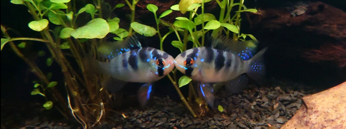 aquarium Sud Américain