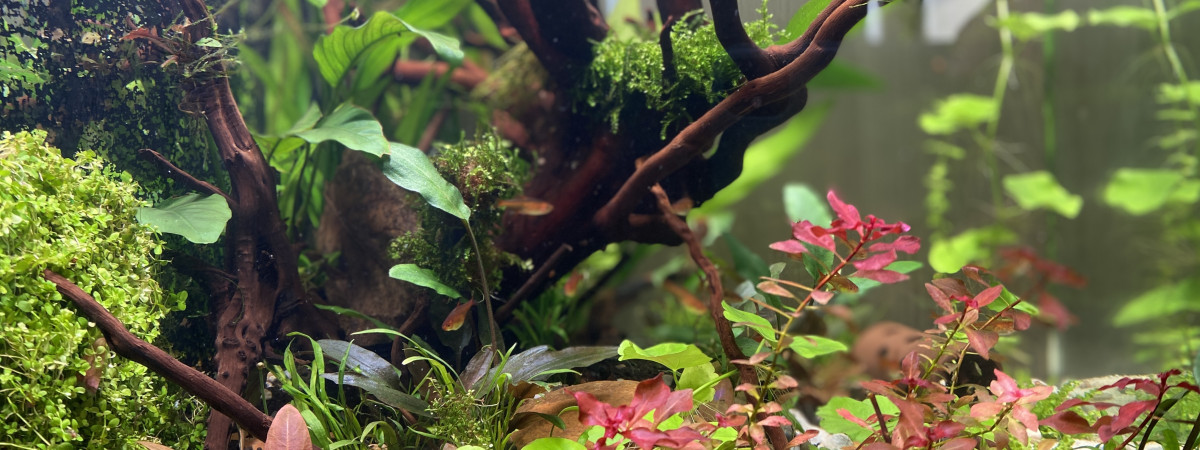 aquarium Minigrotte