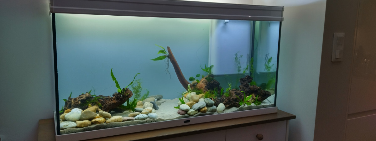 aquarium 240 l