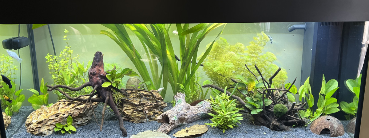 aquarium Rio 240