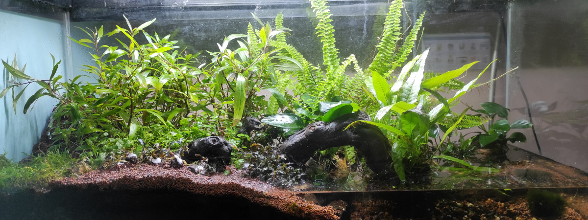 aquarium crabe vampire