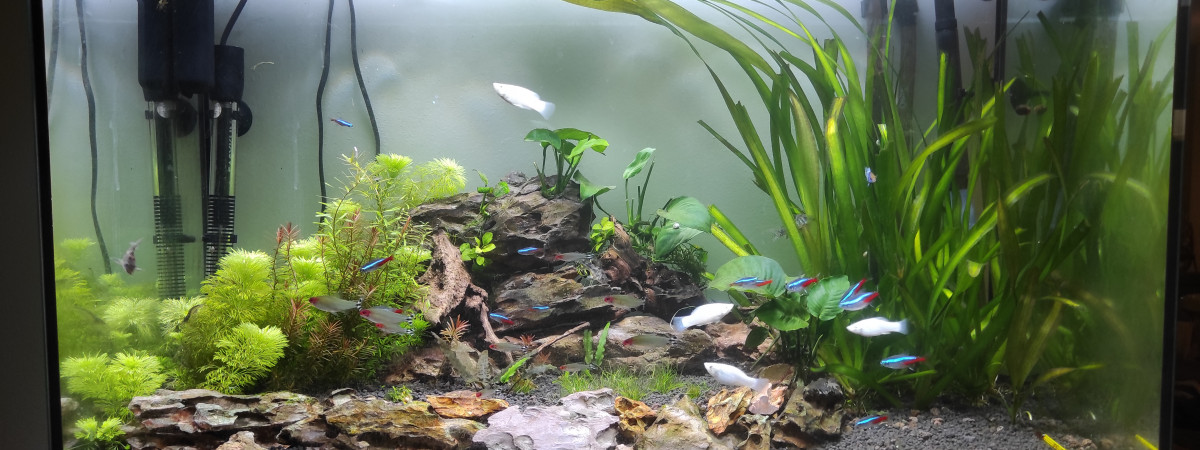 aquarium aquarium 180l