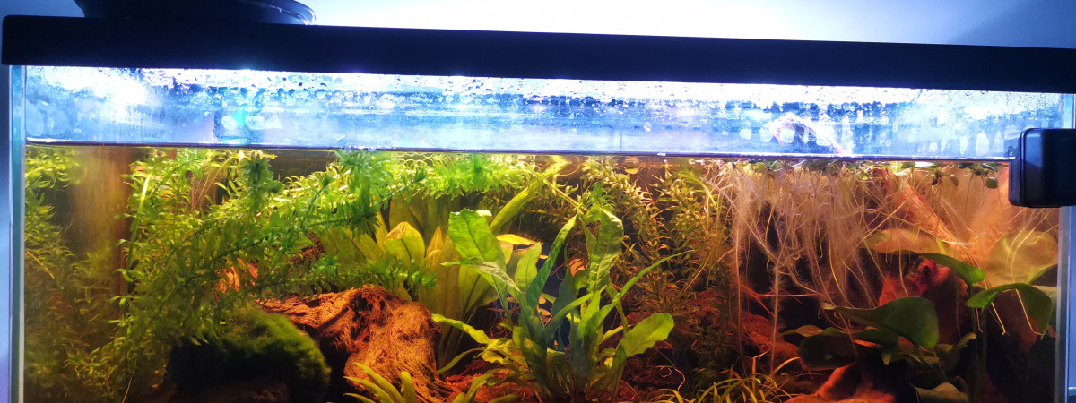 aquarium Betta Tank