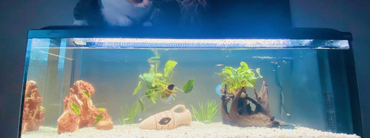 aquarium Amadio