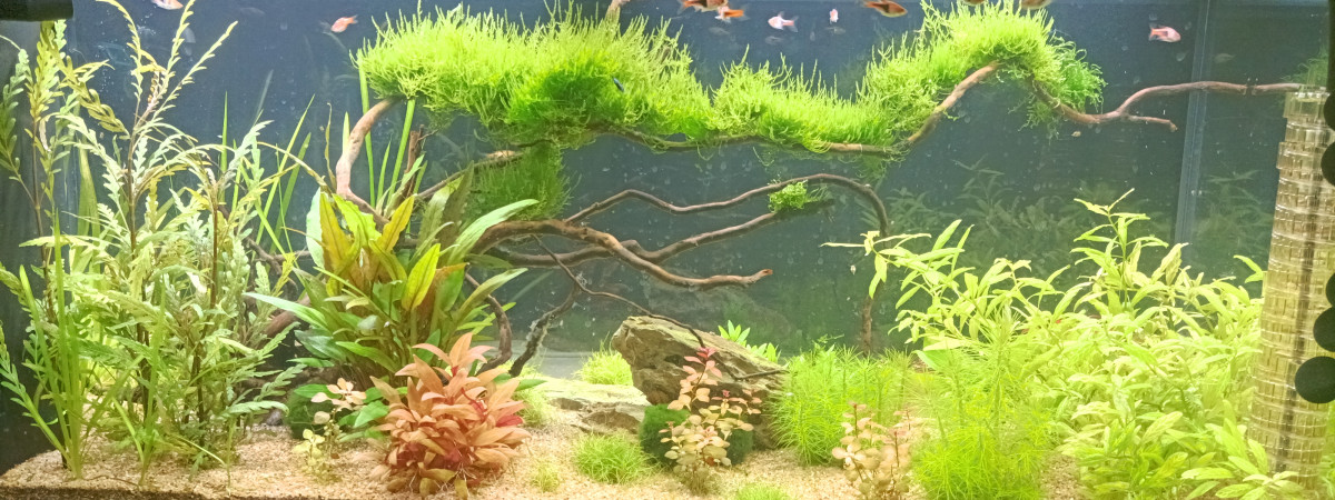aquarium Biotope asiatique