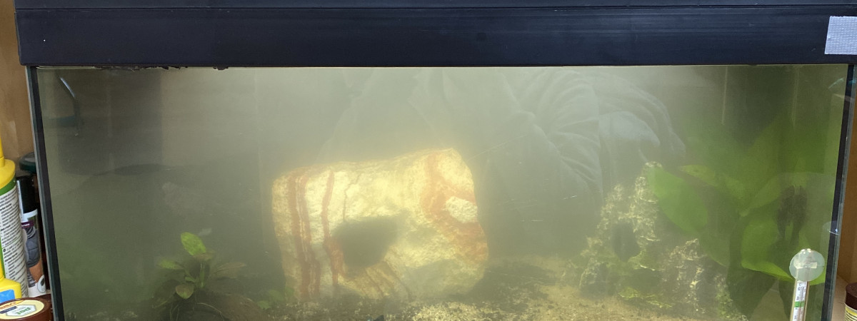 aquarium Nouveau départ