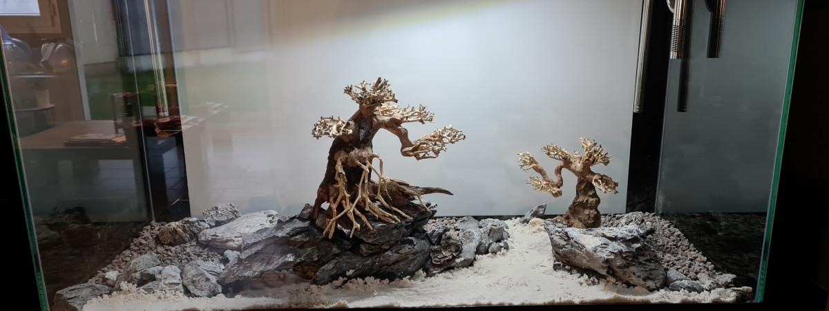 aquarium retour en aquariophilie