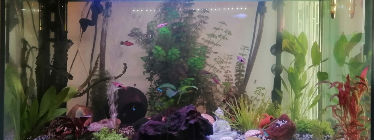 aquarium Atlantica Tony