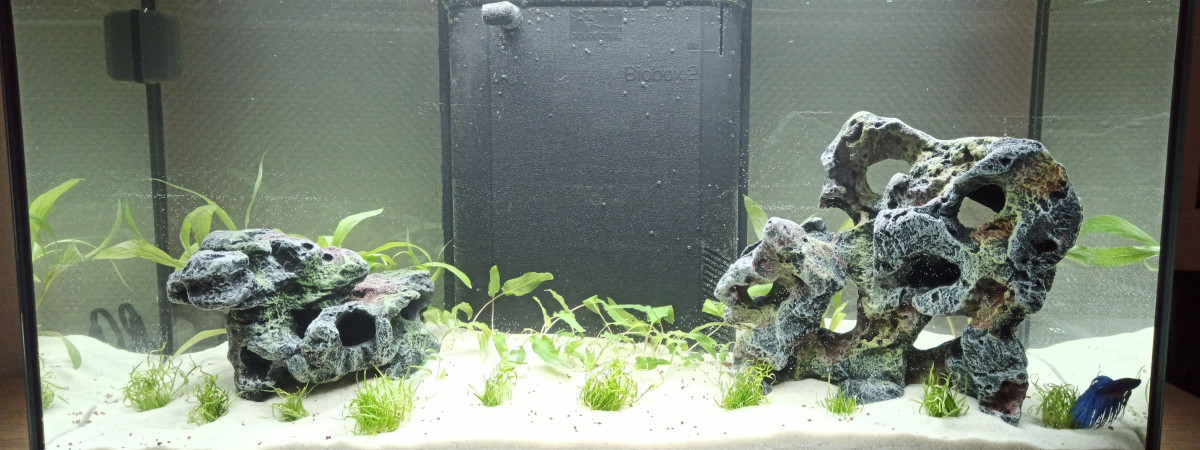 aquarium 1er aquarium