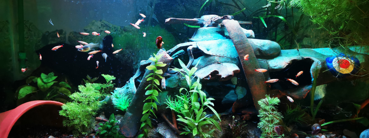 aquarium Helico