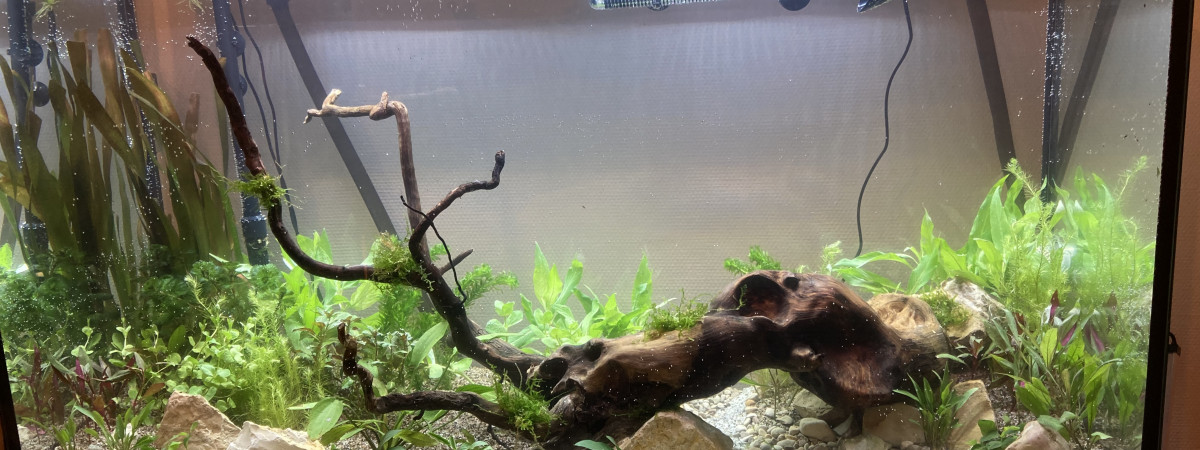 aquarium Aquarium très planté