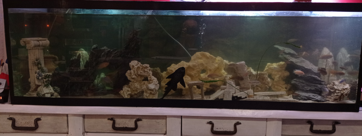aquarium Vaguo71