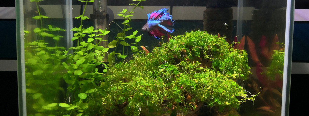 aquarium Nano entrée