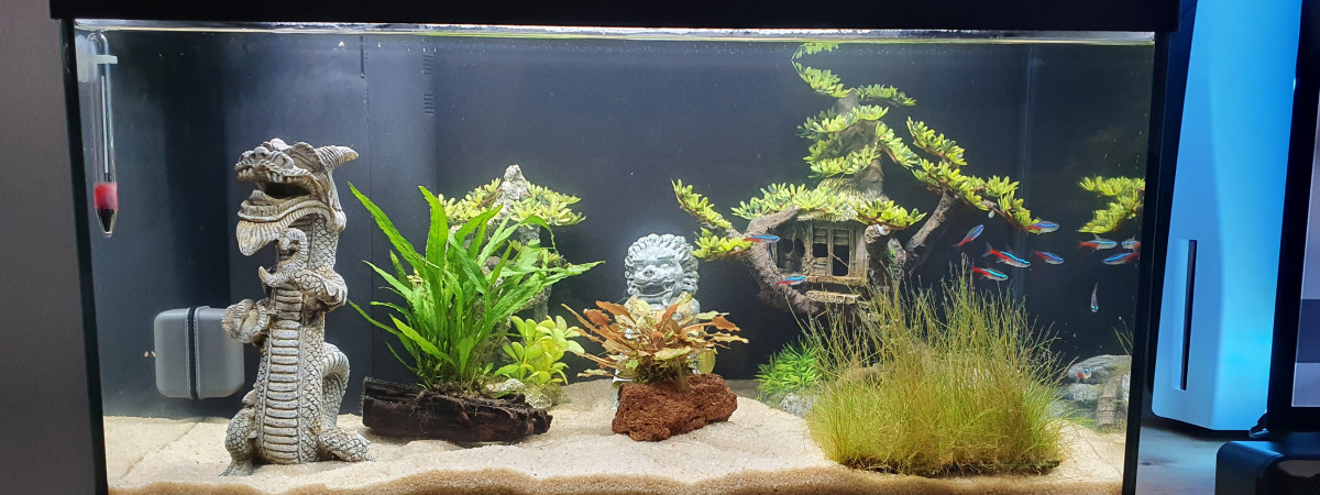 aquarium Mon premier aquarium