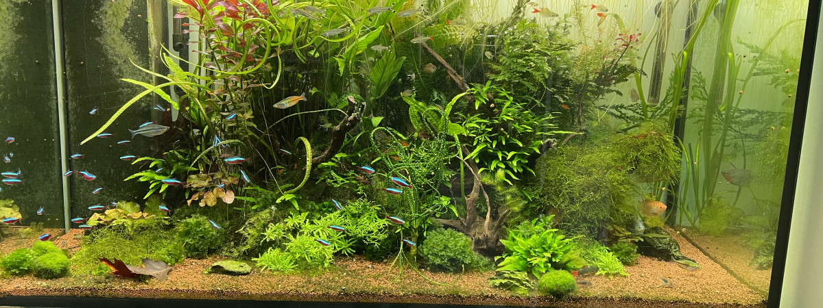 aquarium Amazonien-Asiatique