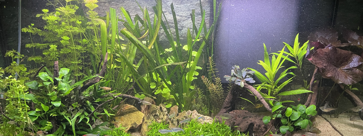 aquarium Amazonien 200L