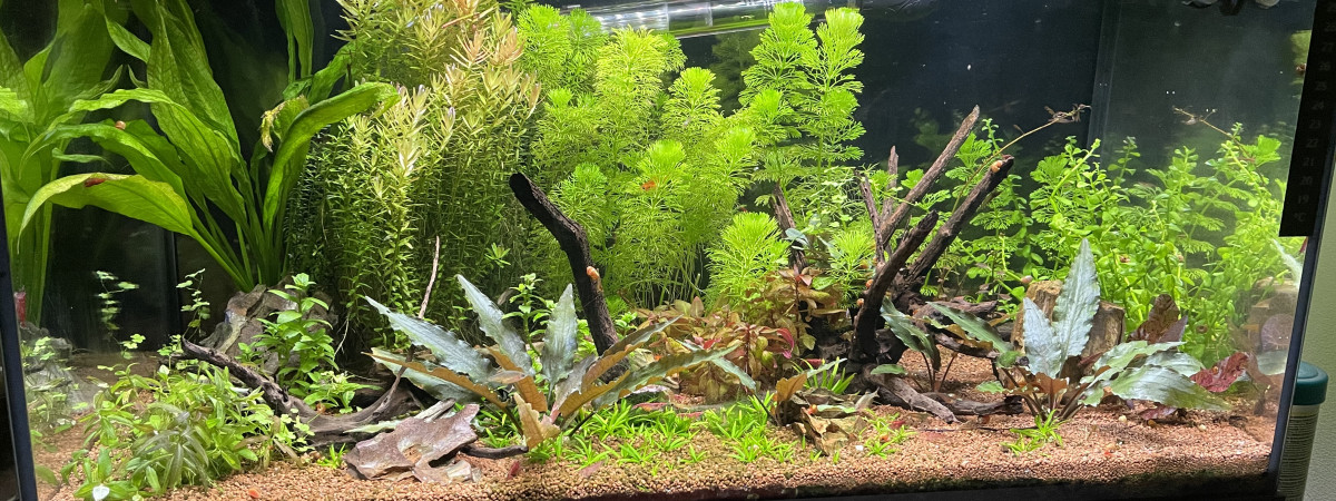 aquarium Bac asiatique