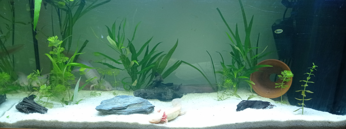 aquarium Axolotls sandra