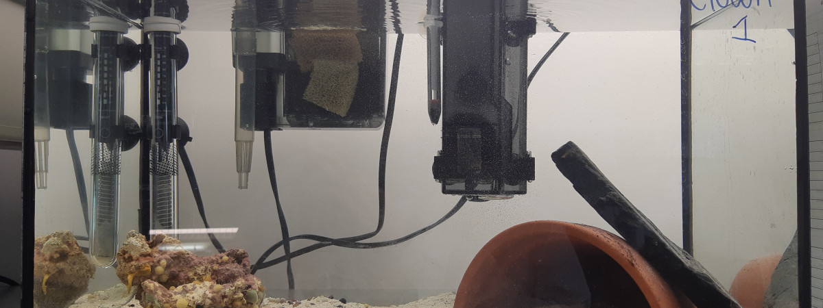 aquarium Clown