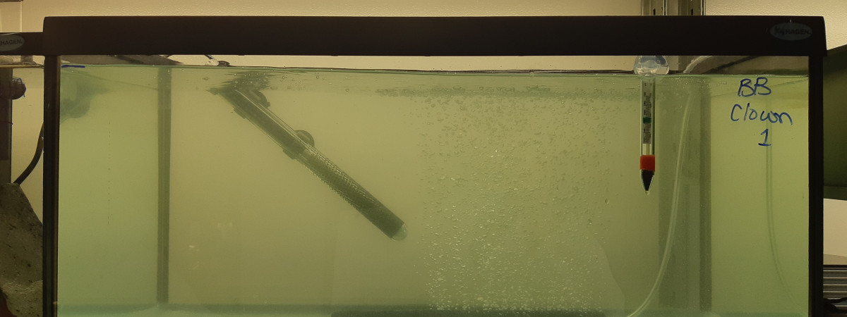 aquarium Bac alevins clown