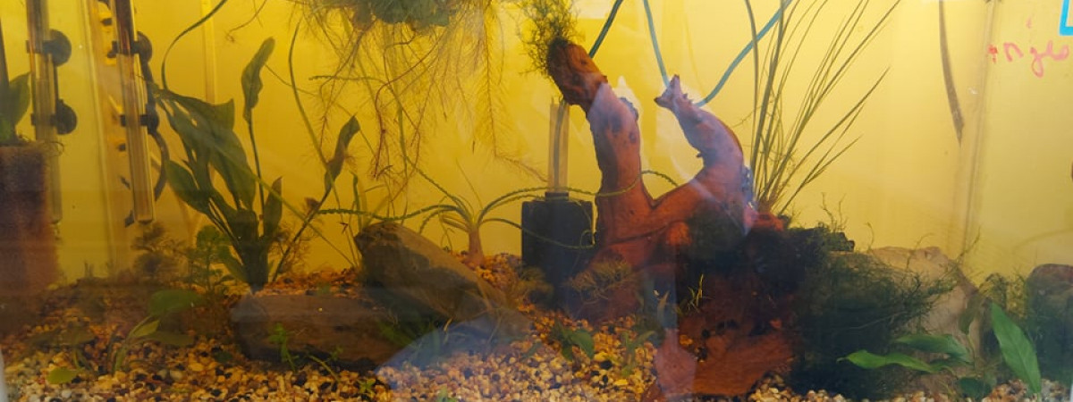 aquarium Equipe4_Scalaires