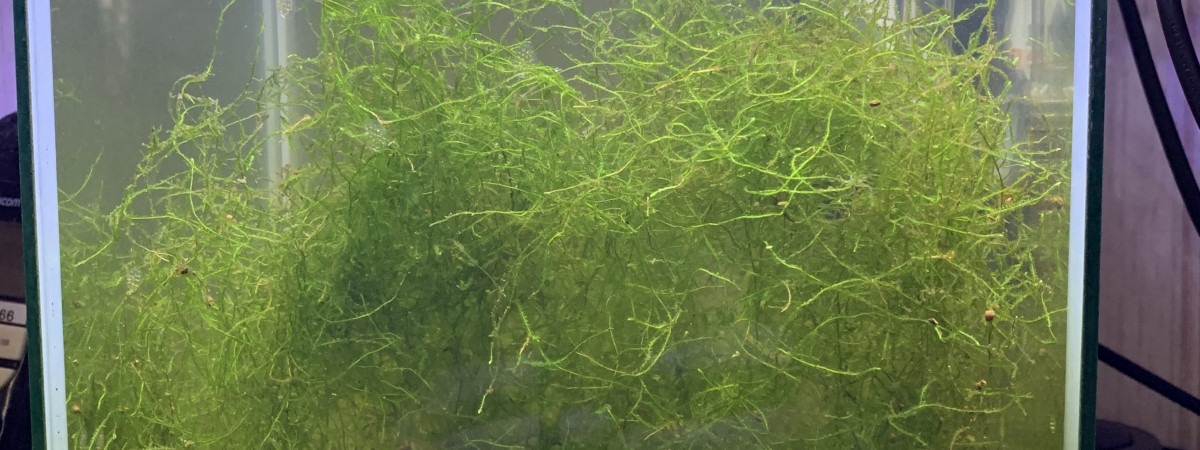 aquarium 10 litres