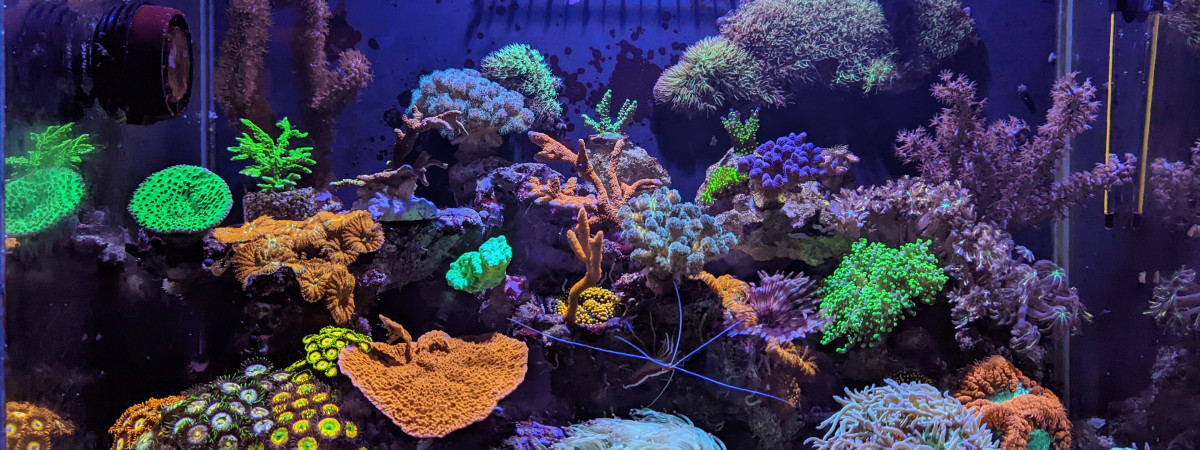 aquarium Fluval m60