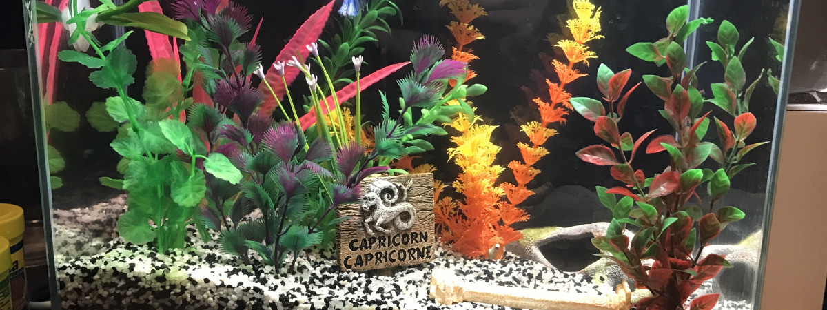 aquarium Fishergane