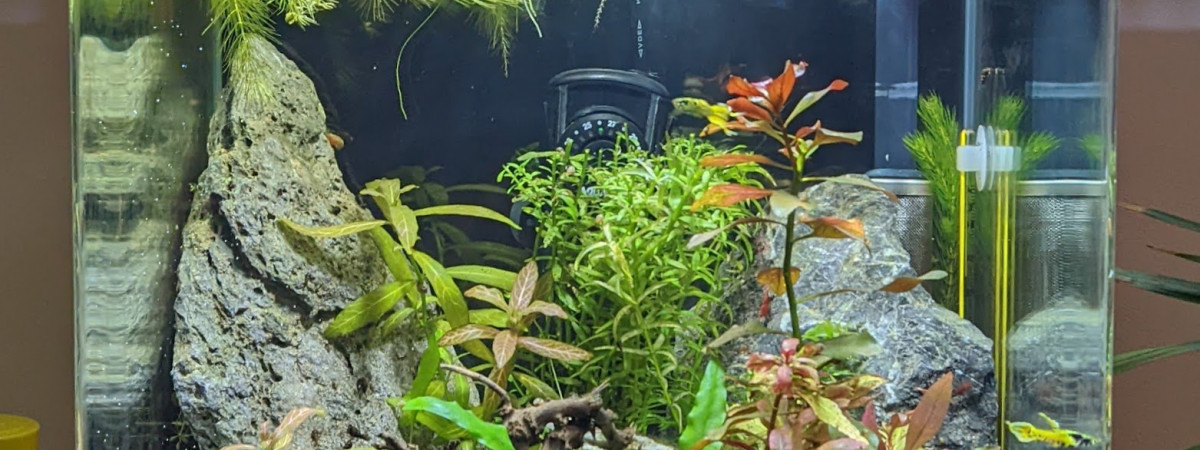 aquarium Nano cube 30 Blau