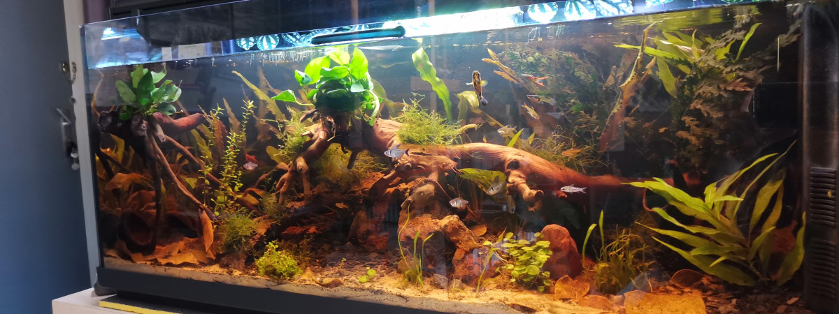 aquarium Tropical Amazonien