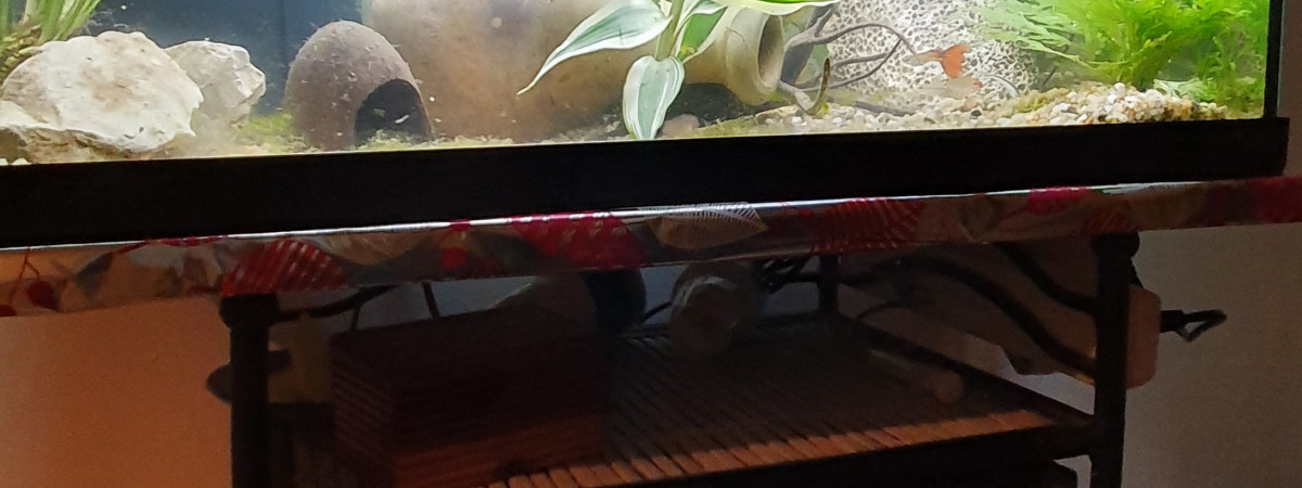 aquarium Mini