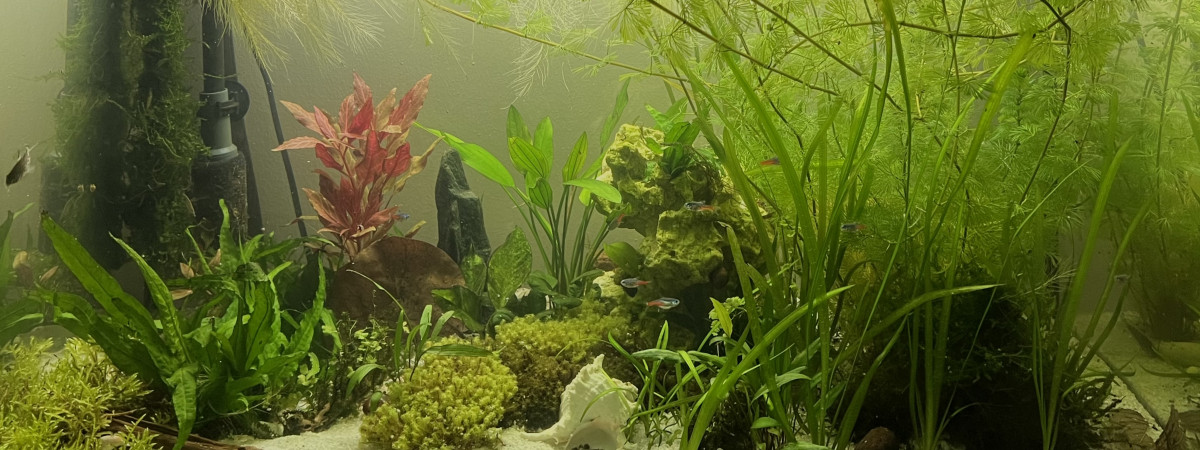 aquarium 200 L