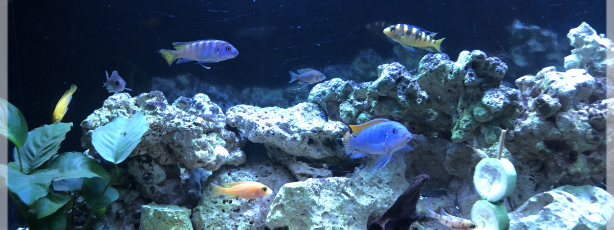 aquarium Malawi