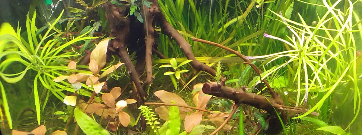 aquarium 20l