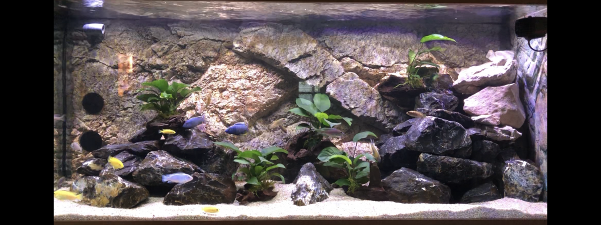 aquarium Aquarium Malawi 650 litres