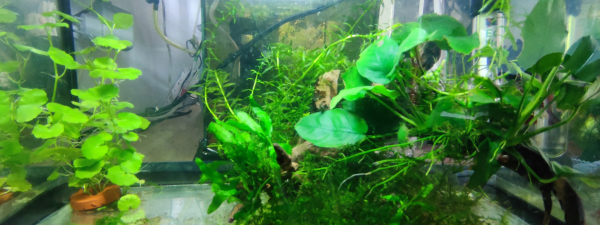 aquarium Grumpy