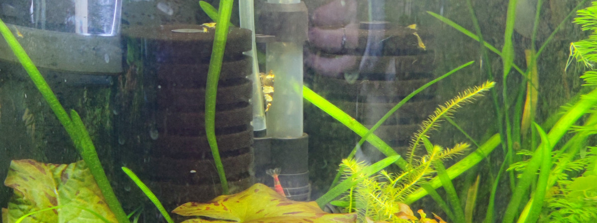 aquarium Crevettes panoramique