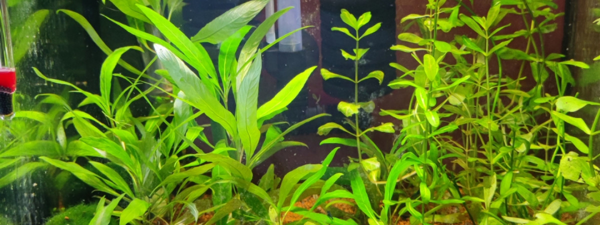 aquarium Crevettes bleue Velvet