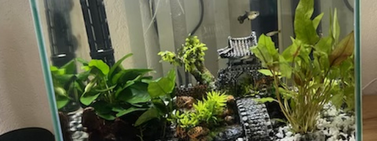 aquarium Petit