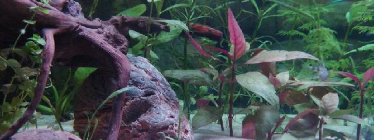 aquarium Aquatlantis 180 litres