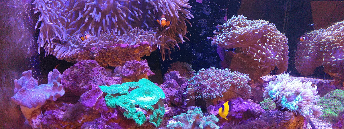 aquarium Reefer 170 Récifal