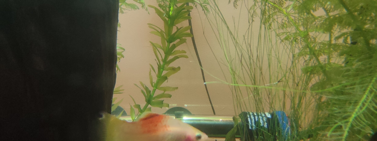 aquarium Biotope asiatique